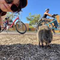 Meet the tiny little Quokkas here!