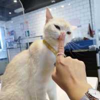 極親人CuteCute貓咪🐱高質貓貓Cafe❤️❤