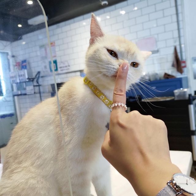 極親人CuteCute貓咪🐱高質貓貓Cafe❤️❤