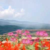 สวนดอกไม้ที่วิวสวยที่สุด | ม่อนแจ่ม ~ เชียงใหม่