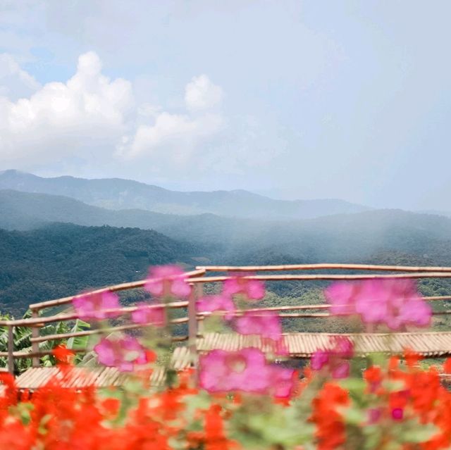 สวนดอกไม้ที่วิวสวยที่สุด | ม่อนแจ่ม ~ เชียงใหม่