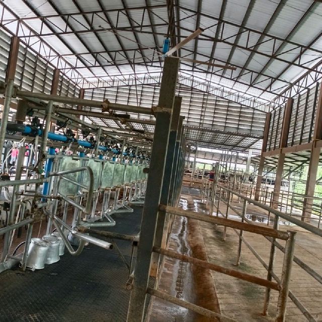 ดูการผลิตนมที่สระบุรี เที่ยวน้ำตก #วัดหลวงพ่อโต