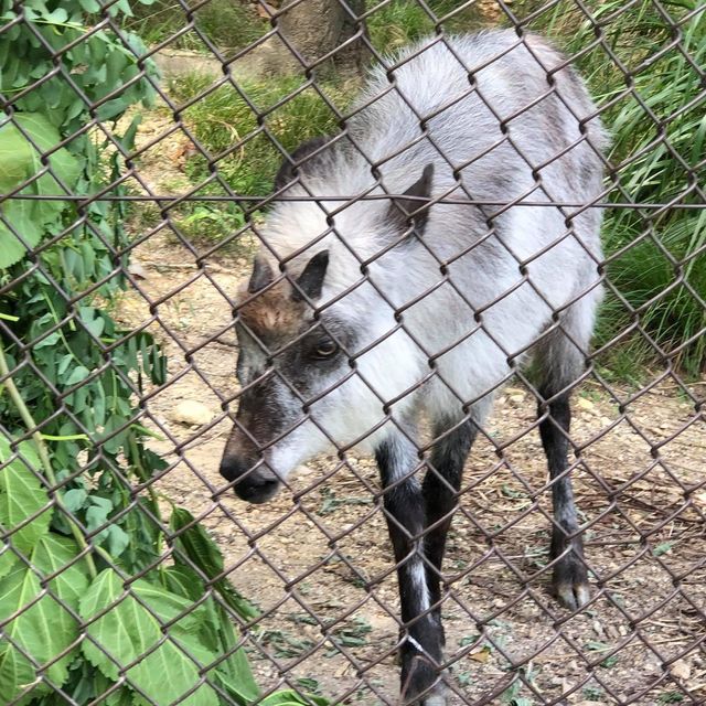 名古屋超大東山植物動物園😝大人🧑細路👦🏻都鍾意❤️半日放電景點