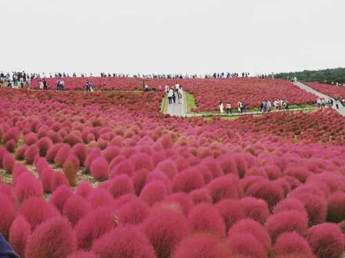 【茨城】コキアとコスモスが見頃!国営ひたち海浜公園