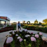 On top of the 'world' at Apo Flower Garden