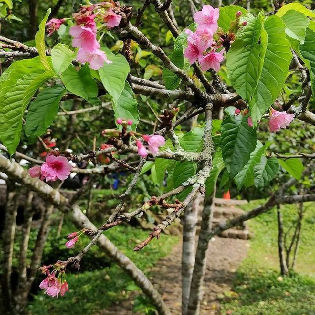 SAKURA PARK, WEST JAVA