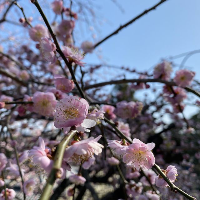 グルメも歴史もお花見も！楽しみ方色々【犬山城】