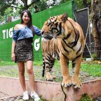 🐯Tiger Kingdom Phuket,Thailand 🇹🇭