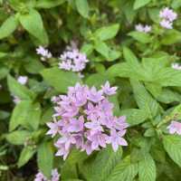 親子好去處｜香港動植物公園賞花攝影遊🌺
