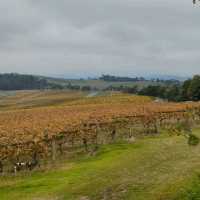 Wine tasting at Yarra Valley, Melbourne