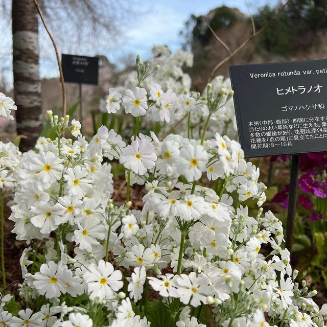 高知縣必去著名景點｜牧野植物園😎😎