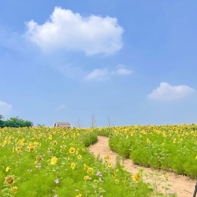 [ 7월 여행지 ] 서울근교 해바라기 명소 추천