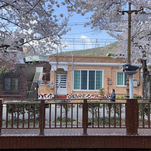 진해 군항제 벚꽃