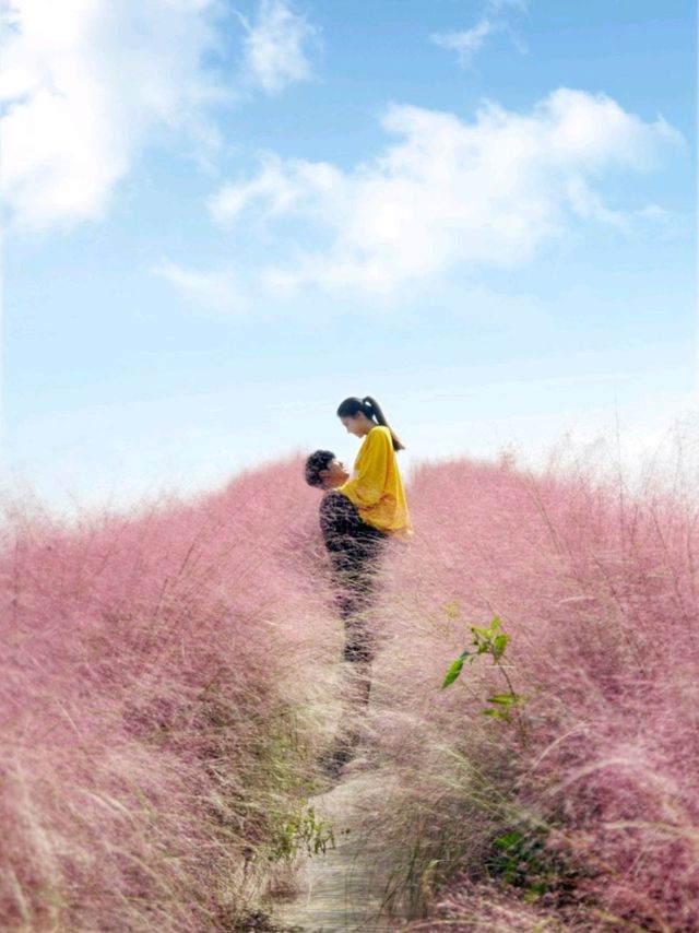 🌸코스모스와 핑크뮬리가 아름다운 당진 아그로랜드 태신목장🐄🐏