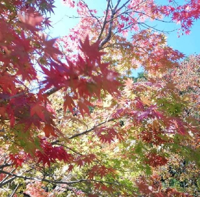 【三瀬高原】紅葉🍁真っ盛り✨三瀬高原カフェ☕の「ワーズワースの庭」