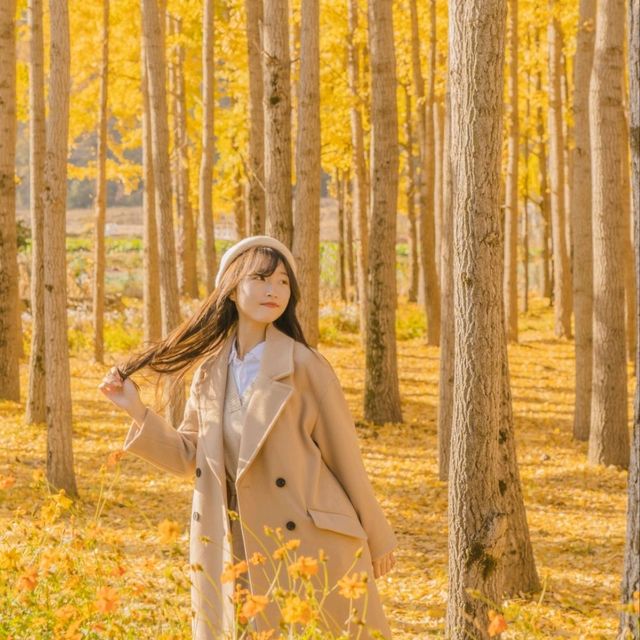 💛외국 자작나무숲의 한국버전 은행나무숲 [경주, 도리마을]