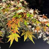 【太宰府】竈門神社の紅葉ライトアップ🍁
