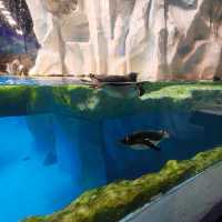 Dining with Penguin!