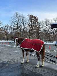 홋카이도의 말을 만날 수 있는 노잔호스파크🐴
