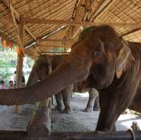 พามาดูช้างที่ ‘ศูนย์อนุรักษ์ช้างไทย’🐘🐘