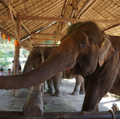 พามาดูช้างที่ ‘ศูนย์อนุรักษ์ช้างไทย’🐘🐘