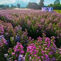 Flower Lovers. CNX | สวนดอกไม้เชียงใหม่​