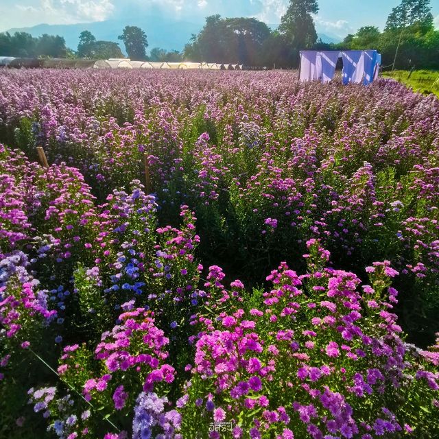 Flower Lovers. CNX | สวนดอกไม้เชียงใหม่​