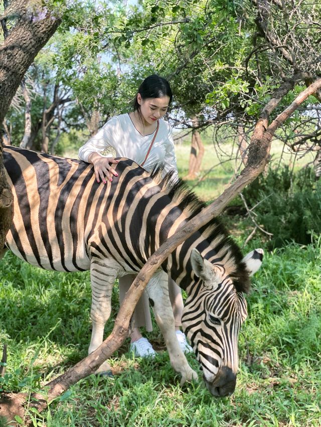 🇿🇦Safari Tour, Johannesburg — South Africa 