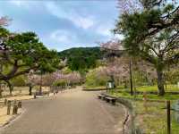 京都　KYOTO SAKURAめぐり❗️円山公園の祇園枝垂桜に感動❗️