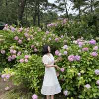 봄에 꼭 가야하는 부산수국명소
