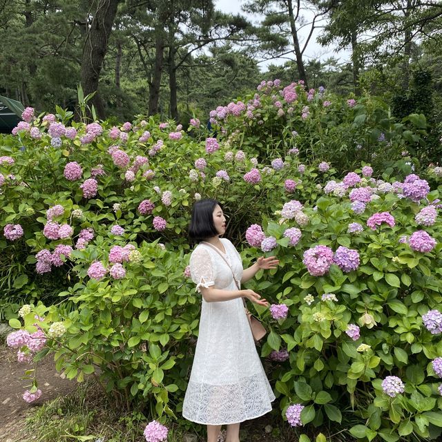 봄에 꼭 가야하는 부산수국명소