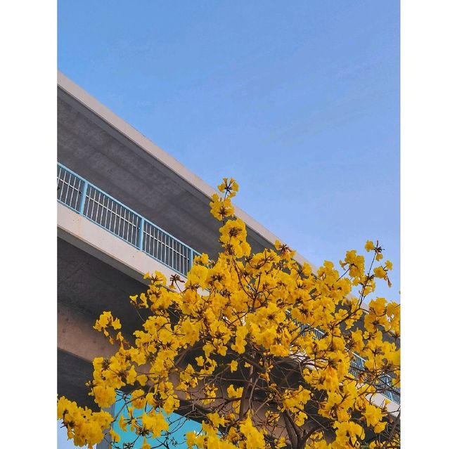 椰林樹影。西九海濱長廊