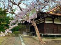 京都　SAKURA 桜めぐり❗️勧修寺の桜に感動❗️