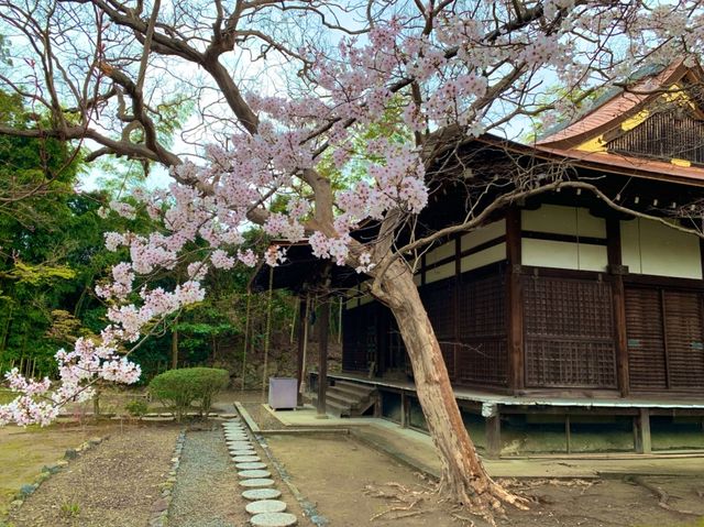 京都　SAKURA 桜めぐり❗️勧修寺の桜に感動❗️