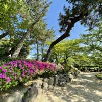 愛知県　清洲公園のつつじ