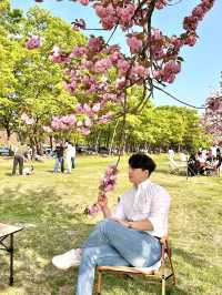 겹벚꽃 피크닉 명소 하남 미사경정공원