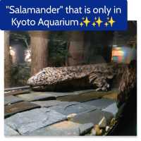 【京都 京都駅周辺】素晴らしい京都水族館-入り口～-🐋🐋