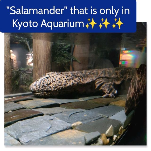 【京都 京都駅周辺】素晴らしい京都水族館-入り口～-🐋🐋