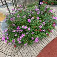 土瓜灣的花花世界