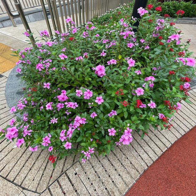 土瓜灣的花花世界