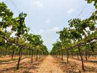 Monsoon Valley Vineyard @Hua Hin, Thailand