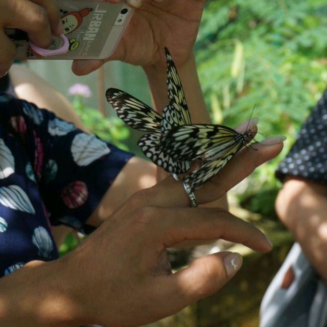 🦋보홀 나비 보호 센터에서 나비가 되어 볼 수 있어요