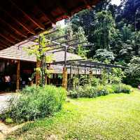 云顶山脚大自然松树林喝咖啡 Pineyard Cafe