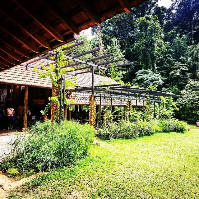 云顶山脚大自然松树林喝咖啡 Pineyard Cafe