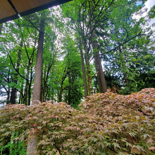 Relaxing Tea Spot in a Lush Japanese Garden