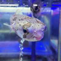 Aquarium Cuter