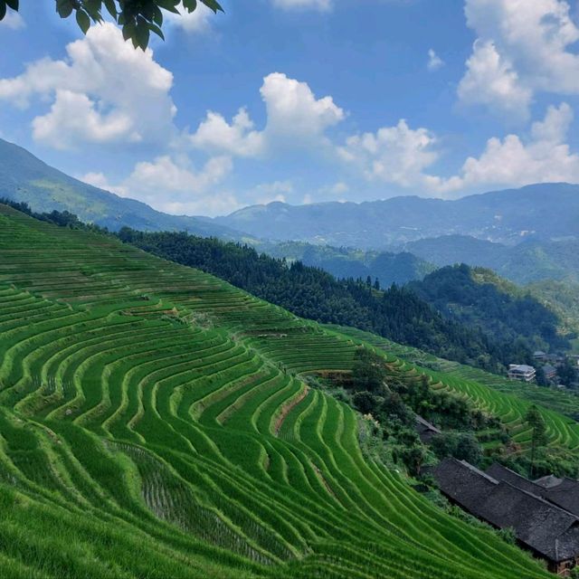 Longsheng Rice Terraces in Guilin