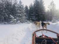Husky-Sledding in Rovaniemi, Finland🇫🇮✈️❄️