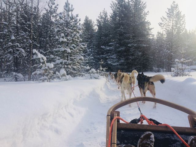 Husky-Sledding in Rovaniemi, Finland🇫🇮✈️❄️