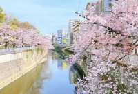 Tokyo Edogawa Bridge Cherry Blossoms 🌸